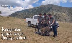 Bayburt’ta iyileştirilen yaban keçisi doğaya salındı