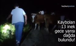 Bayburt'ta kaybolan 13 inek gece yarısı dağda bulundu