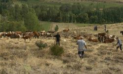 Aydıntepe’de Yonca Zehirlenmesine Karşı Önemli Uyarı