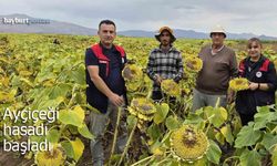 Aşağıkırzı köyünde ayçiçeği hasadı başladı