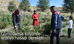 Gümüşdamla köyünde aronya hasadı bereketi