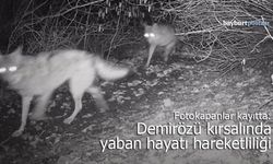 Fotokapanlar Kayıtta: Demirözü Kırsalında Yaban Hayatı Hareketliliği