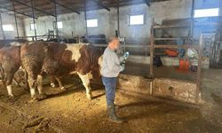 Aydıntepe’de Şap Aşılama Çalışmaları 13 Köyde Tamamlandı