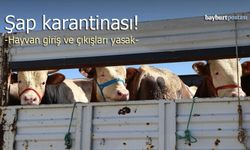 Bayburt’ta Şap Karantinası!
