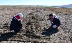 Bayburt’ta fasulye hasadında saha kontrolleri yapıldı