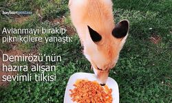 Avlanmayı bırakıp piknikçilere yanaştı: Demirözü'nün hazıra alışan tilkisi