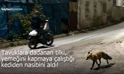Tavuklara dananan tilki, yemeğini kapmaya çalıştığı kediden nasibini aldı!