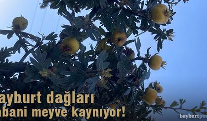 Bayburt dağları yabani meyve kaynıyor!