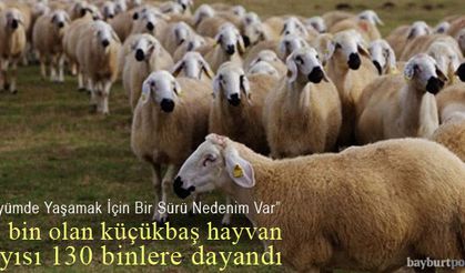 200 üretici aile desteklendi, küçükbaş hayvan sayısında 5 kat artış