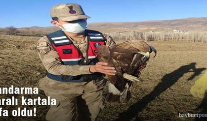 Bayburt'ta Jandarma Ekipleri Yaralı Kartala Şifa Oldu!