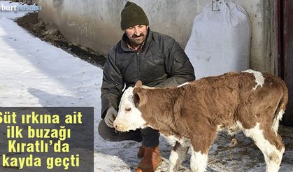 Bayburt'ta süt ırkına ait ilk buzağı Kıratlı köyünde