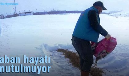 Bayburt Belediyesi, doğaya yiyecek bırakıyor