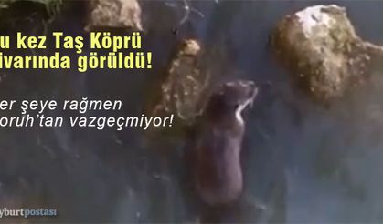 Bayburt'ta Çoruh nehrinde 'su samuru' görüldü!