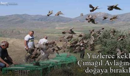 Yüzlerce keklik Çımağıl Genel Avlağı içerisinde doğaya salındı