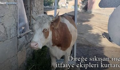 Bayburt'ta direğe sıkışan ineği itfaiye ekipleri kurtardı!