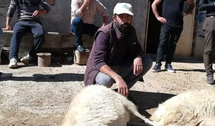Bayburt'ta sürüye dalan kurtlar, koyunları telef etti!