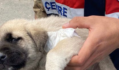 Akşar'daki yaralı yavru köpeğe Hayvanları Koruma Timi müdahale etti