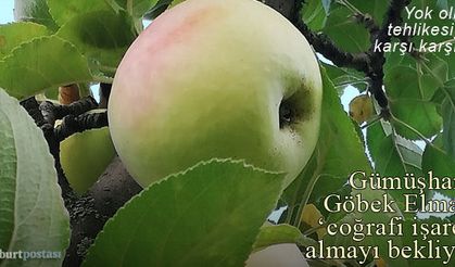Gümüşhane Göbek Elması 'coğrafi işaret' bekliyor