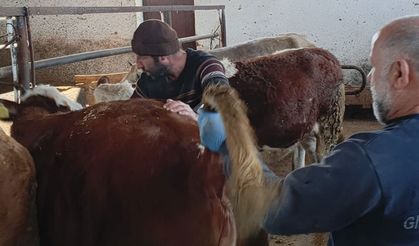 Aydıntepe’de Şap Hastalığına Karşı Sıkı Takip