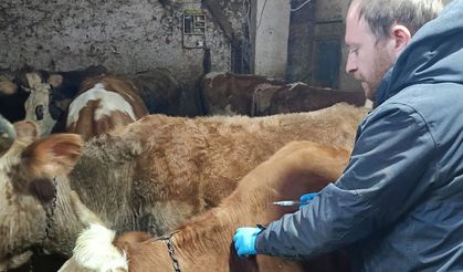 Demirözü’nde aşılama ve küpeleme mesaisi