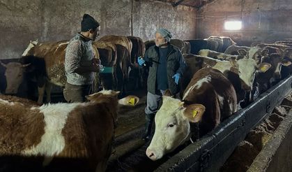 Aydıntepe’de 23 Köy ve 4 Mahallede Şap Aşısı Tamam