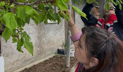 Aydıntepe’deki meyve bahçelerinde hastalık ve zararlı kontrolü yapıldı