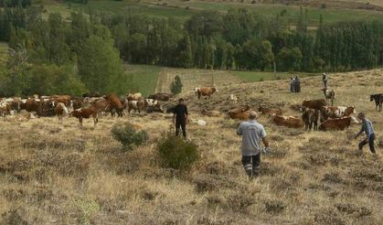 Aydıntepe’de Yonca Zehirlenmesine Karşı Önemli Uyarı