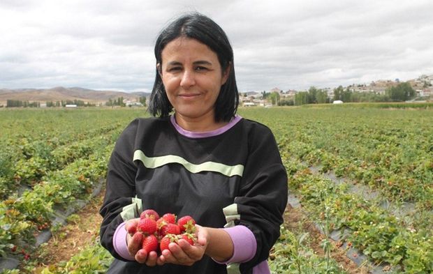 Demirözü'nü çileğin üssü yaptı