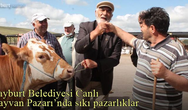 Bayburt Belediyesi Canlı Hayvan Pazarı'nda sıkı pazarlıklar