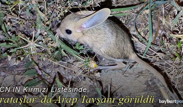 Sırataşlar'da Arap Tavşanı görüldü