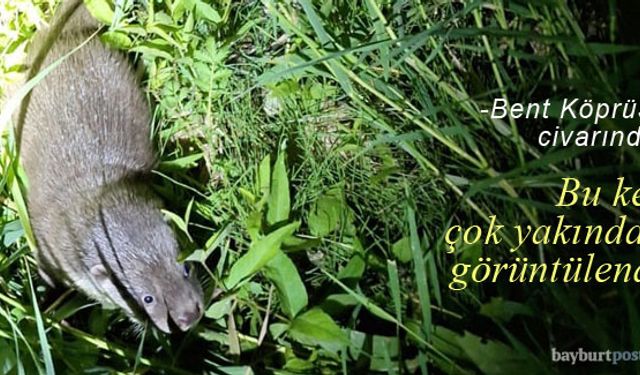 'Su Samuru' bu kez Bent Köprüsü civarında görüldü