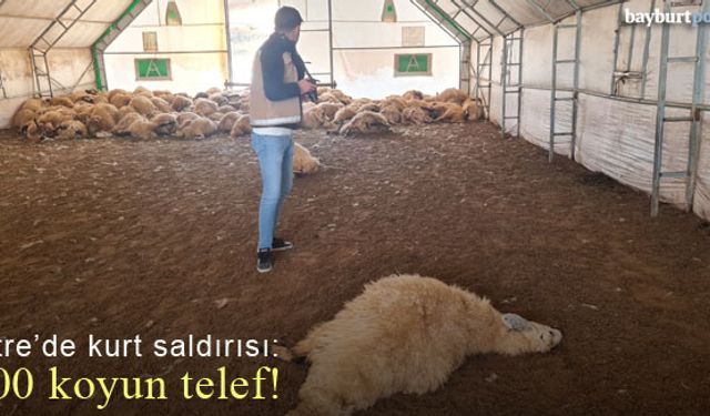 Kitre'de kurt saldırısı: 200 koyun telef oldu!