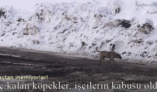 Aç kalan köpekler, karayolları işçilerinin kabusu oldu!