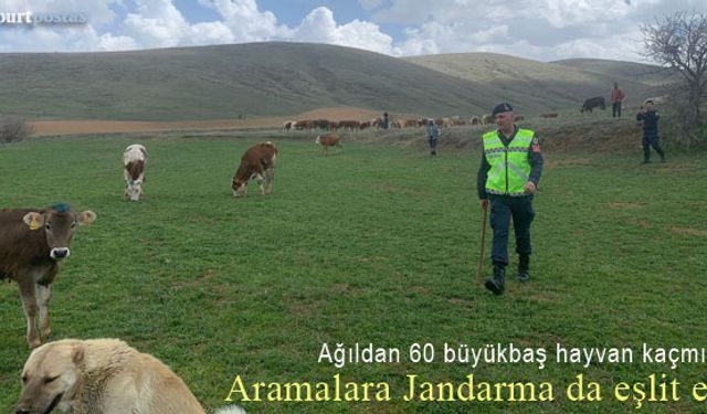 Aşağı Pınarlı köyünde ağıldan kaçan 60 büyükbaş hayvan bulundu!