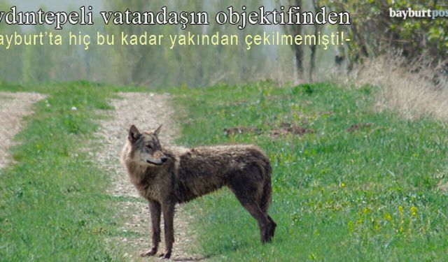 Aydıntepe ilçe merkezine inen kurtlar vatandaşın objektifine takıldı