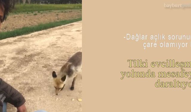 Bayburt'ta yiyecek arayan tilkiye vatandaşın şefkati