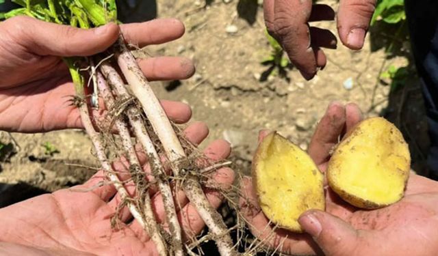 Bayburt'ta patates ekili alanlarda hastalık kontrolleri