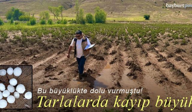 Dolu vuran tarlalarda kayıp büyük!