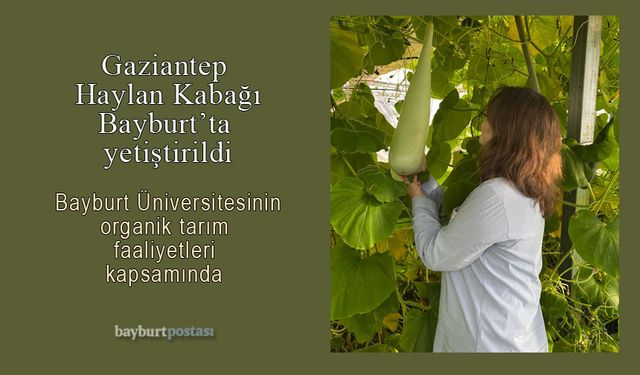 Bayburt Üniversitesi Organik Tarımla Yeni Bir Ürün Yetişirdi: Haylan Kabağı