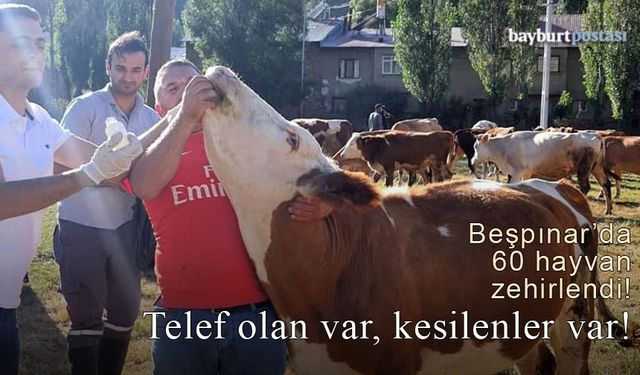 Bayburt’ta 60 hayvan zehirlendi, telef olan var, kesilenler var!