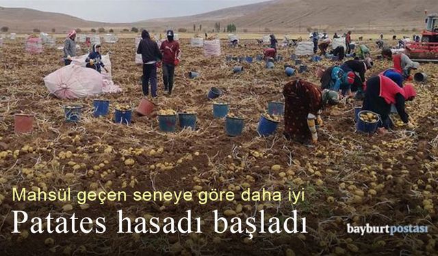 Bayburt'ta patates hasadı