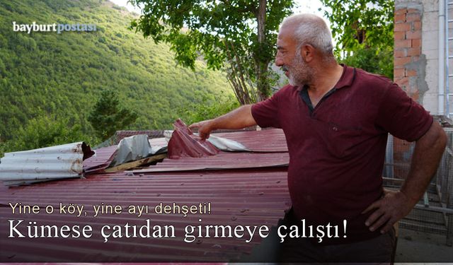 Bayburt'ta açlıktan gözü dönmüş ayı kümese çatıdan girmeye çalıştı!