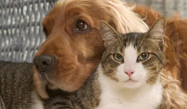 Sahipsiz kedi ve köpeklerin oranları açıklandı