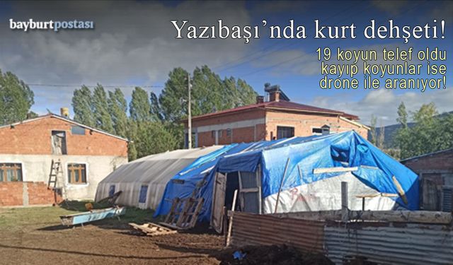 Bayburt’ta ağıla dalan kurt, 19 koyunu telef etti!