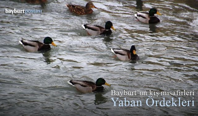 Bayburt'un kış misafirleri yaban ördekleri