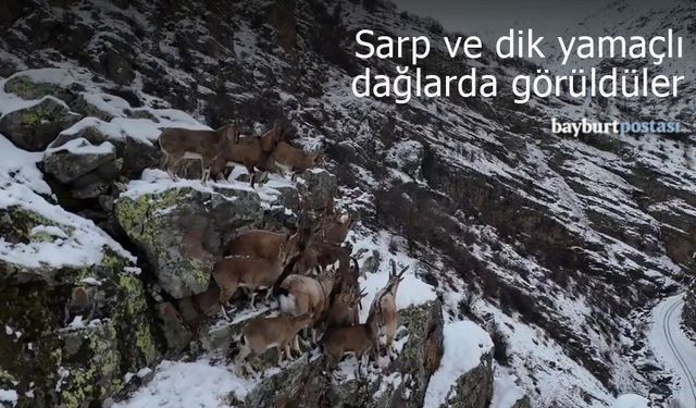 Bayburt'un sarp ve dik yamaçlı dağlarında dağ keçileri görüldü