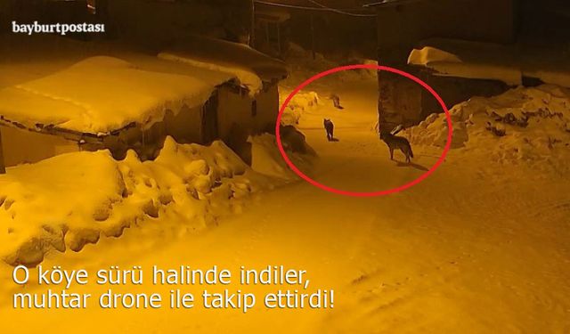 Bayburt'ta o köye sürü halinde indiler, muhtar drone ile izlerini sürdü!