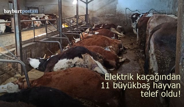 Bayburt’ta 11 büyükbaş hayvan telef oldu!