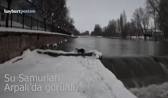 Çoruh'un vazgeçilmezleri Su Samurları Arpalı'da görüldü