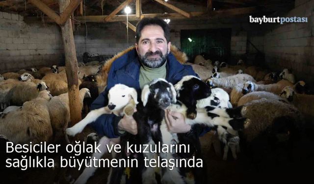 Bayburtlu besiciler oğlak ve kuzuları sağlıkla büyütme telaşında